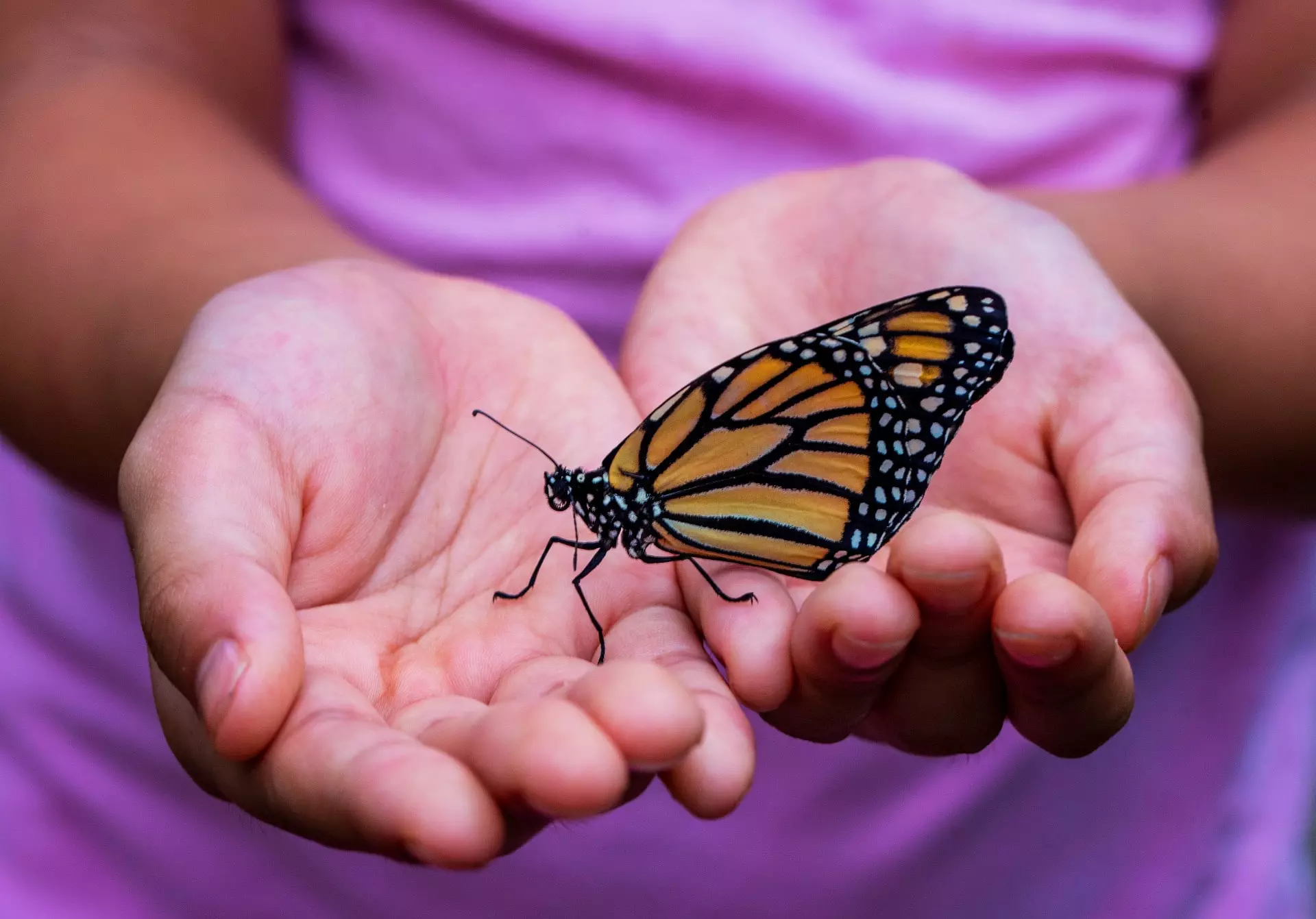 Mariposa