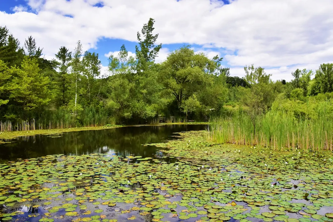 Carbon sink: wetlands